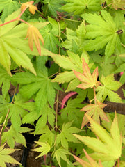 - Acer palmatum 'Dragon Master' Golden Weeping Japanese Maple - Mr Maple │ Buy Japanese Maple Trees