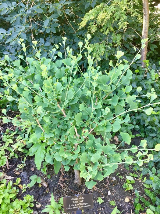 Buy Ginkgo biloba 'Little Leaf' Small Leaf Male Ginkgo Tree — Mr Maple │  Buy Japanese Maple Trees