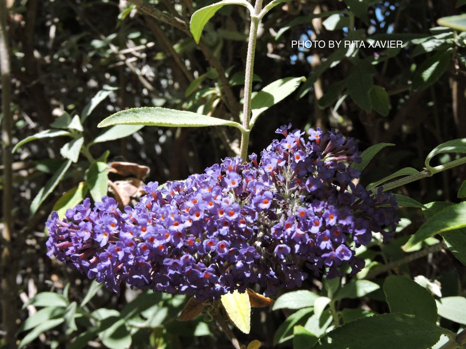 Buddleia davidii 'Ellen's Blue' Butterflybush