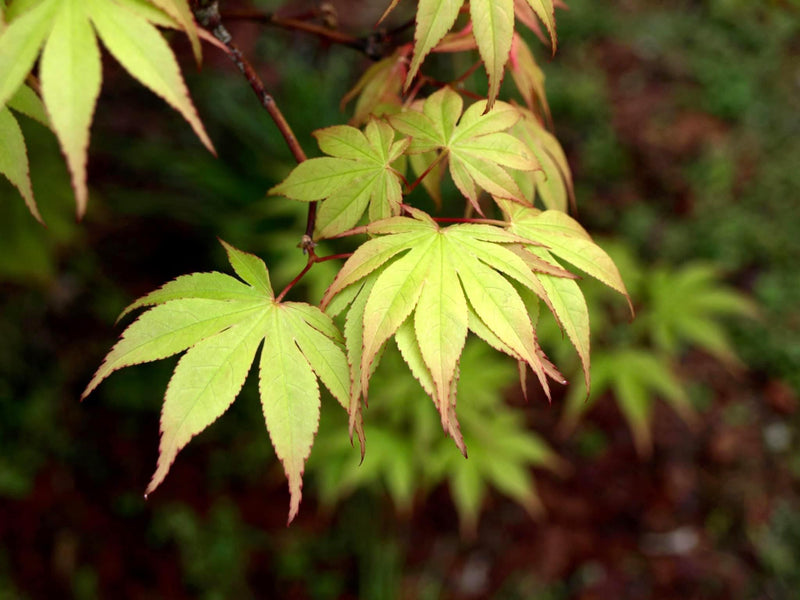 - Acer palmatum 'Osakazuki' Japanese Maple - Mr Maple │ Buy Japanese Maple Trees