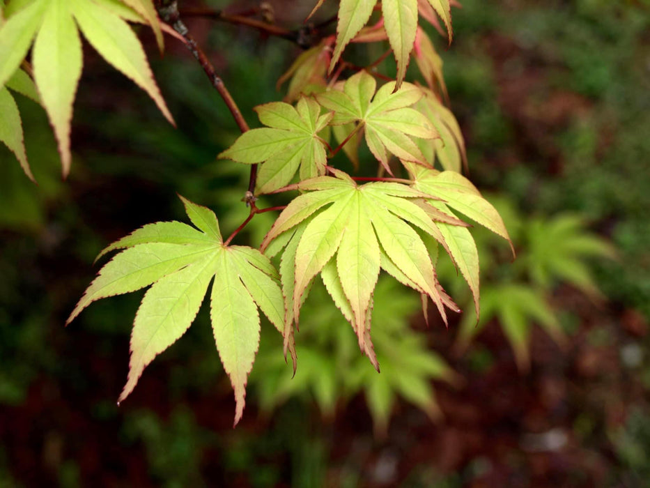 Acer palmatum 'Osakazuki' Japanese Maple
