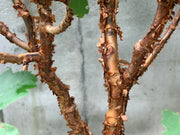 - Acer griseum - Paperbark Maple - Mr Maple │ Buy Japanese Maple Trees