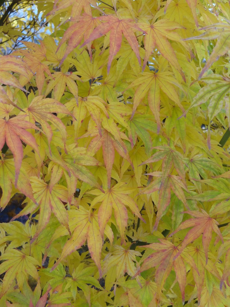- Acer palmatum 'Ikandi' Japanese Maple - Mr Maple │ Buy Japanese Maple Trees