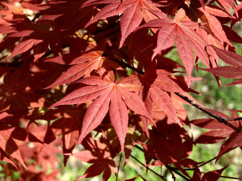 Acer palmatum 'Oshio beni' Japanese Maple