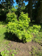 - Acer palmatum 'Japanese Princess' Dwarf Japanese Maple - Mr Maple │ Buy Japanese Maple Trees