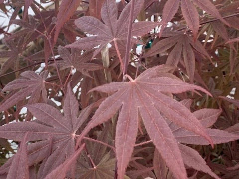 Acer palmatum 'Whitney Red' Red Japanese Maple Tree