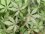 - Acer palmatum 'Grandma Ghost' Japanese Maple - Mr Maple │ Buy Japanese Maple Trees