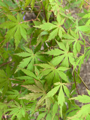 - Acer palmatum 'Fountain of Youth' Japanese Maple - Mr Maple │ Buy Japanese Maple Trees