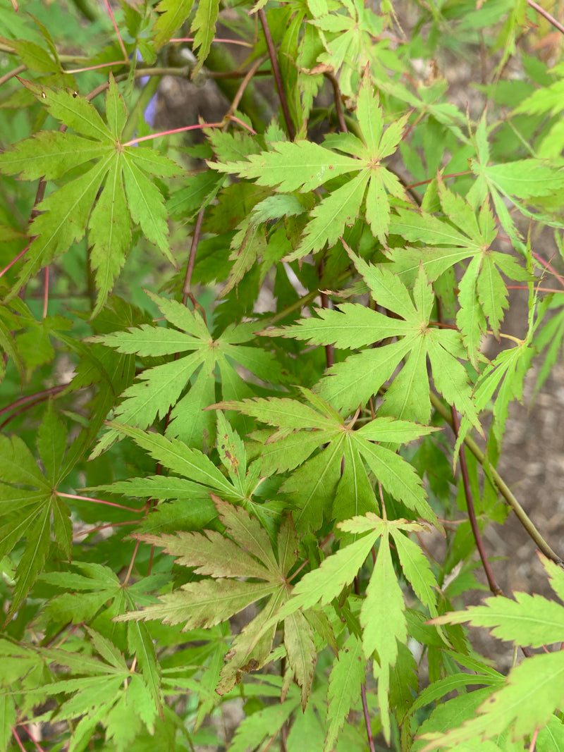 - Acer palmatum 'Fountain of Youth' Japanese Maple - Mr Maple │ Buy Japanese Maple Trees