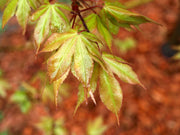 - Acer palmatum 'Osakazuki' Japanese Maple - Mr Maple │ Buy Japanese Maple Trees