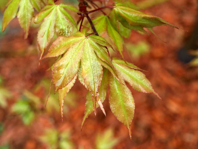 - Acer palmatum 'Osakazuki' Japanese Maple - Mr Maple │ Buy Japanese Maple Trees