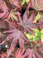 - Acer palmatum x 'Purple Curl' Japanese Maple - Mr Maple │ Buy Japanese Maple Trees
