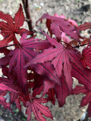 - FOR PICKUP ONLY | Acer palmatum 'Purple Ghost' Japanese Maple | DOES NOT SHIP - Mr Maple │ Buy Japanese Maple Trees