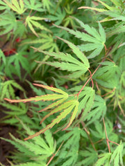 - Acer palmatum 'Green Strap' Rare Japanese Maple - Mr Maple │ Buy Japanese Maple Trees