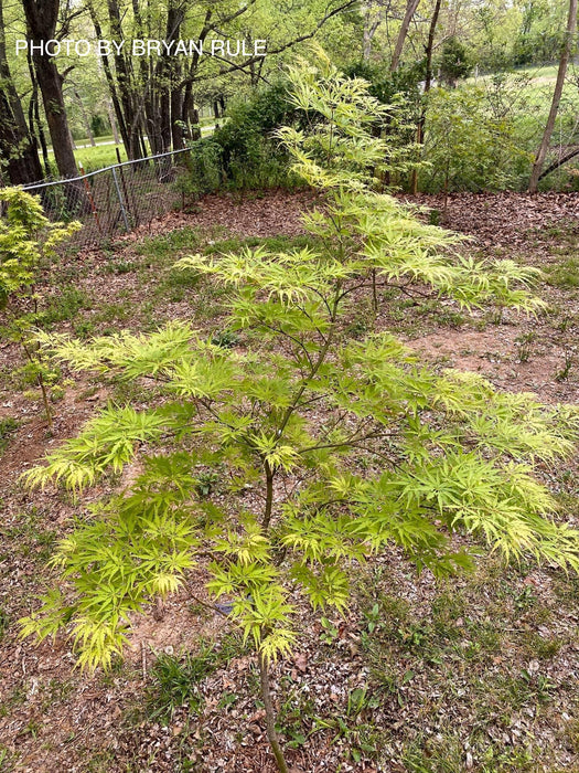 Acer palmatum 'Shigure bato' Japanese Maple
