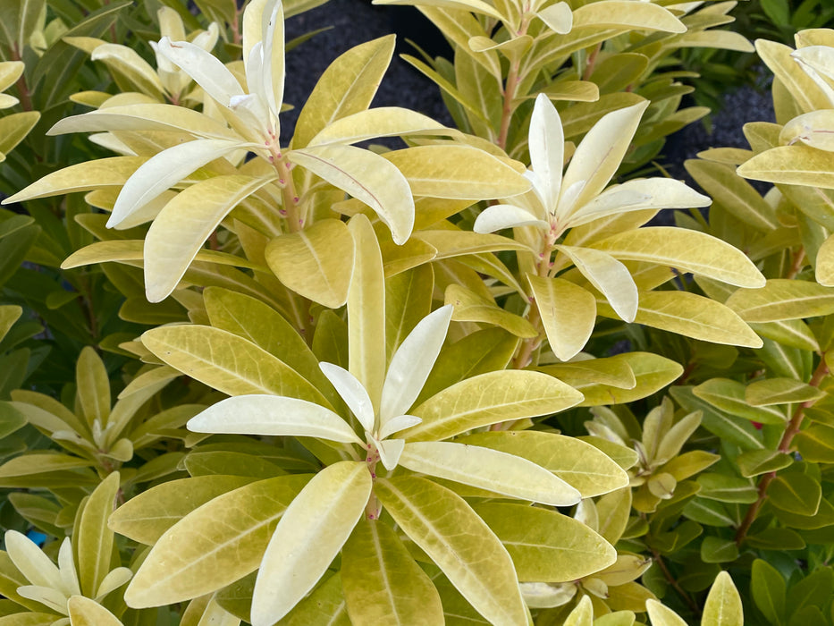 Illicium parviflora 'Florida Sunshine' Golden Anise Shrub by