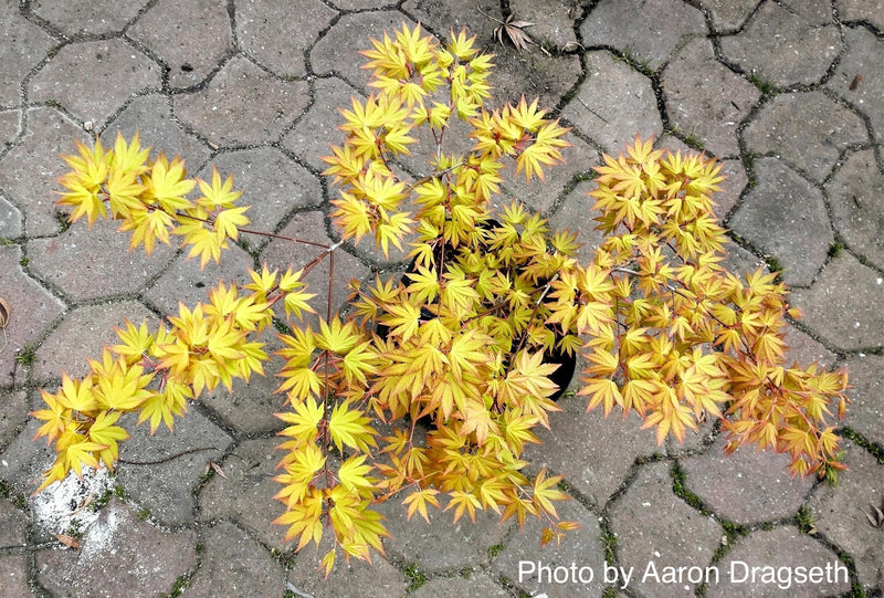 - Acer palmatum 'Dragon Master' Golden Weeping Japanese Maple - Mr Maple │ Buy Japanese Maple Trees