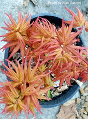 - Acer palmatum 'Mystic Mikawa' Miniature Japanese Maple - Mr Maple │ Buy Japanese Maple Trees