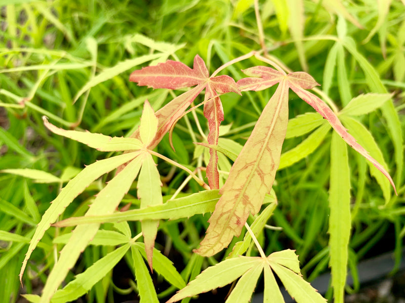 - Acer palmatum 'Yellow Threads' Rare Japanese Maple - Mr Maple │ Buy Japanese Maple Trees