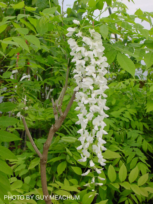Wisteria floribunda 'Longissima Alba' White Flowering Japanese Wisteria