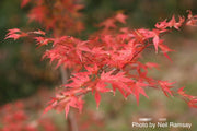 - Acer palmatum 'Orange Dream' Japanese Maple - Mr Maple │ Buy Japanese Maple Trees