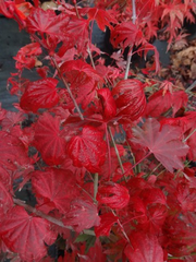 - Acer palmatum x 'Purple Curl' Japanese Maple - Mr Maple │ Buy Japanese Maple Trees