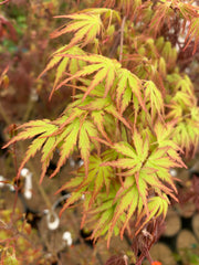 - Acer palmatum 'Green Strap' Rare Japanese Maple - Mr Maple │ Buy Japanese Maple Trees