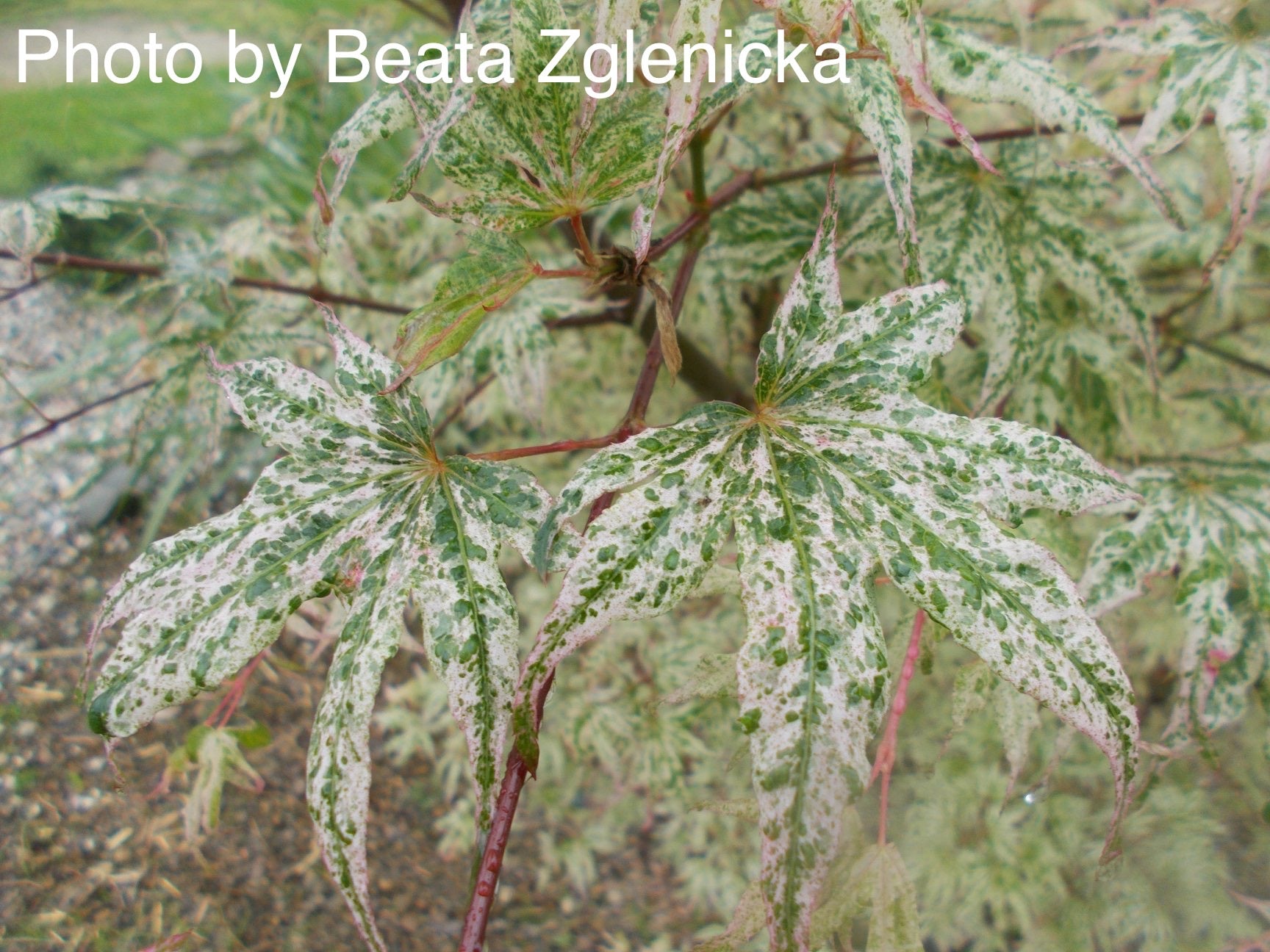 Buy Acer palmatum 'Ukigumo' Floating Clouds Japanese Maple — Mr