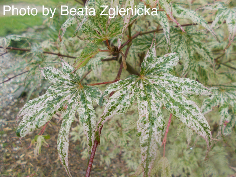 - Acer palmatum 'Ukigumo' Floating Clouds Japanese Maple - Mr Maple │ Buy Japanese Maple Trees