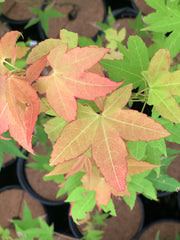 - Acer oliverianum 'Hot Blonde' Golden Japanese Maple - Mr Maple │ Buy Japanese Maple Trees