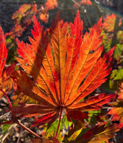 - Acer japonicum ‘Rising Sun’ Japanese Maple - Mr Maple │ Buy Japanese Maple Trees