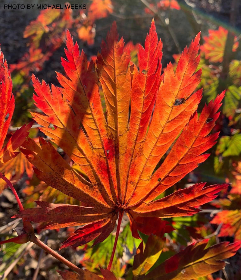 - Acer japonicum ‘Rising Sun’ Japanese Maple - Mr Maple │ Buy Japanese Maple Trees