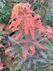 - Acer palmatum 'Orion' Dwarf Red Japanese Maple - Mr Maple │ Buy Japanese Maple Trees