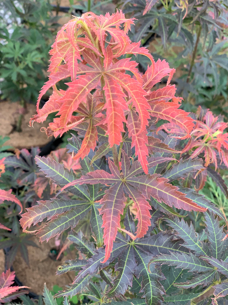 - Acer palmatum 'Orion' Dwarf Red Japanese Maple - Mr Maple │ Buy Japanese Maple Trees