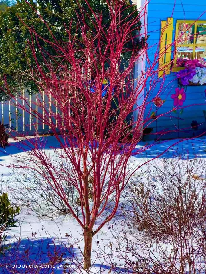 - Acer palmatum 'Sango kaku' Coral Bark Japanese Maple - Mr Maple │ Buy Japanese Maple Trees