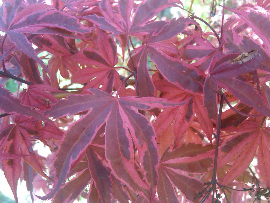 Acer palmatum 'Shirazz' Japanese Maple