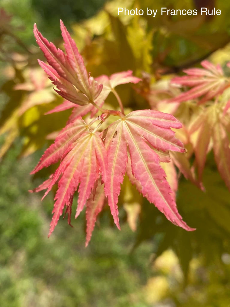 - Acer palmatum 'Orange Dream' Japanese Maple - Mr Maple │ Buy Japanese Maple Trees