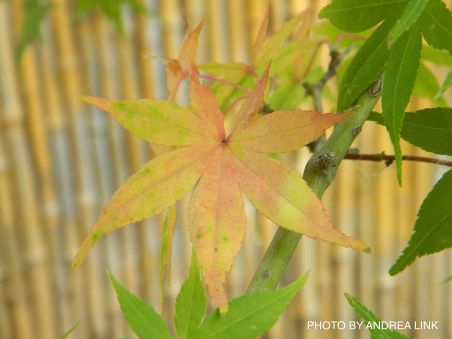 Acer palmatum 'Shinju' Japanese Maple