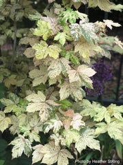 - Acer pseudoplatanus 'Esk Sunset' Rare Variegated Eskimo Sunset Maple - Mr Maple │ Buy Japanese Maple Trees