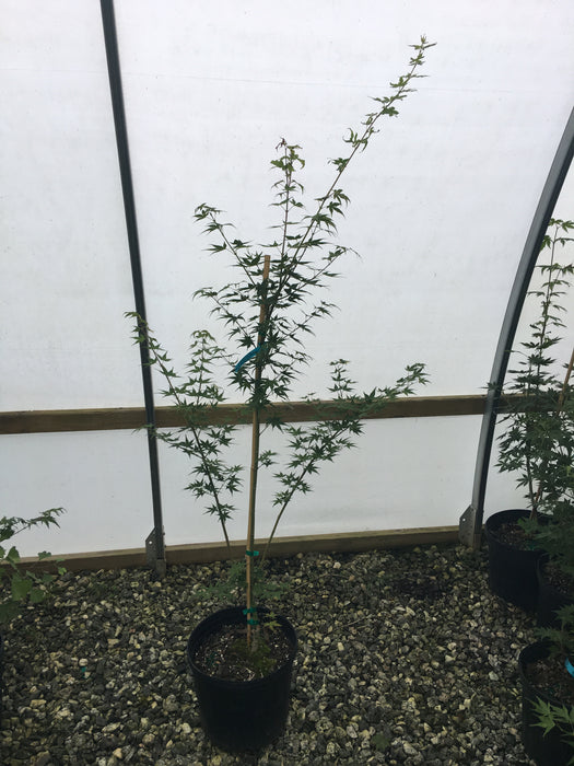 Acer palmatum 'Rokugatsu en nishiki' Variegated Japanese Maple
