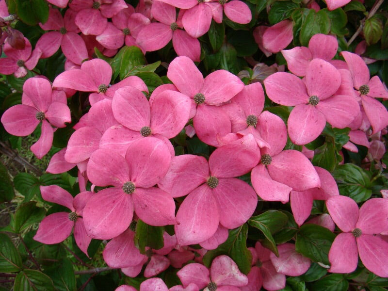 Cornus kousa 'Hanros' Radiant Rose™ Pink Flowering Chinese Dogwood