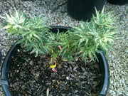- Acer palmatum 'Snow Kitten' Japanese Maple - Mr Maple │ Buy Japanese Maple Trees