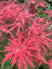 - Acer palmatum 'Celebration' Japanese Maple - Mr Maple │ Buy Japanese Maple Trees