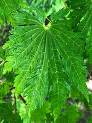 - Acer japonicum 'Yama kage' Mountain Shadows Full Moon Japanese Maple - Mr Maple │ Buy Japanese Maple Trees