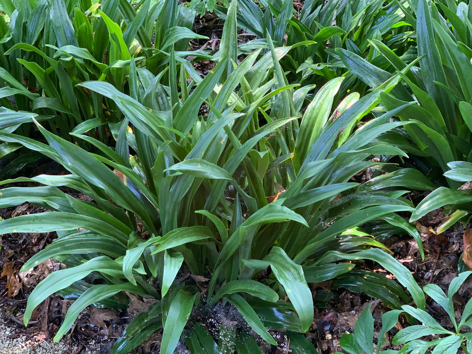 Rohdea japonica Omoto Sacred Lily