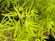 - Acer palmatum 'Yellow Threads' Rare Japanese Maple - Mr Maple │ Buy Japanese Maple Trees