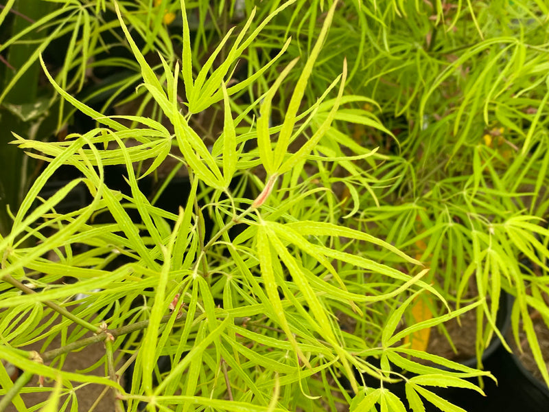 - Acer palmatum 'Yellow Threads' Rare Japanese Maple - Mr Maple │ Buy Japanese Maple Trees