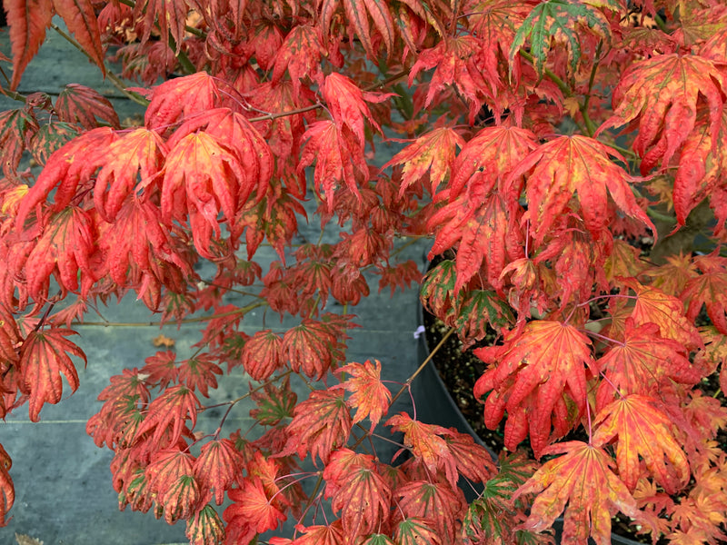 - Acer palmatum x 'Purple Curl' Japanese Maple - Mr Maple │ Buy Japanese Maple Trees