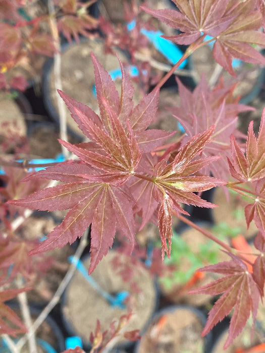 Acer palmatum 'Yama hime' Japanese Maple