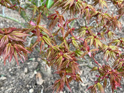 - Acer palmatum 'Koi' Dwarf Japanese Maple - Mr Maple │ Buy Japanese Maple Trees